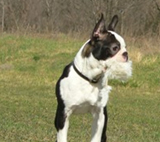 Afra
