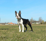 Afra