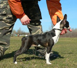 Afra