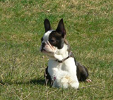 Afra