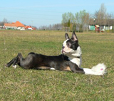 Afra