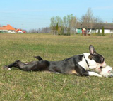 Afra
