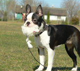 Afra