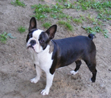 Afra