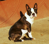 Afra