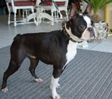 Ammie