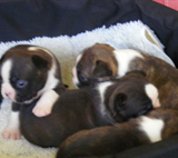 Elad Boston Terrier Klykk Hrdets dtuma:2012.01.03