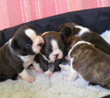 Elad Boston Terrier Klykk Hrdets dtuma:2012.01.03