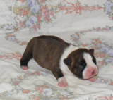 Elad Boston Terrier Klykk Hrdets dtuma:2012.01.03