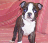 Elad Boston Terrier Klykk Hrdets dtuma:2012.01.03