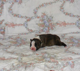 Elad Boston Terrier Klykk Hrdets dtuma:2012.01.03