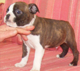 Elad Boston Terrier Klykk Hrdets dtuma:2012.01.03