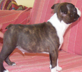 Elad Boston Terrier Klykk Hrdets dtuma:2012.01.03