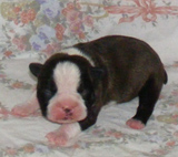 Elad Boston Terrier Klykk Hrdets dtuma:2012.01.03