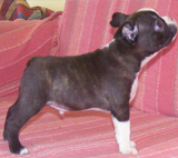 Elad Boston Terrier Klykk Hrdets dtuma:2012.01.03