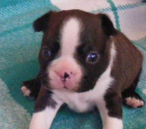 Elad Boston Terrier Klykk Hrdets dtuma:2012.01.03