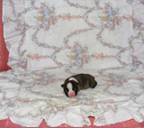 Elad Boston Terrier Klykk Hrdets dtuma:2012.01.03
