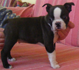 Elad Boston Terrier Klykk Hrdets dtuma:2012.01.03