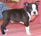 Elad Boston Terrier Klykk Hrdets dtuma:2012.01.03