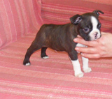 Elad Boston Terrier Klykk Hrdets dtuma:2012.01.03