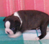 Elad Boston Terrier Klykk Hrdets dtuma:2012.01.03