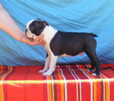 Elad Boston Terrier Klykk Hrdets dtuma:2012.05.18