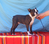 Elad Boston Terrier Klykk Hrdets dtuma:2012.05.18