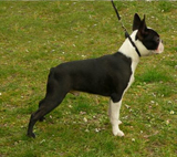 Ramb