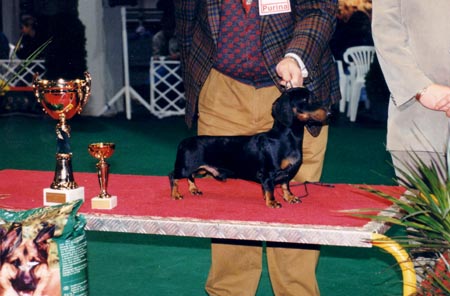 WCH Grandgables Dream Come True -  Budapest Derby Show - Best of Group - Judge: Korózs Gábor (Hu)