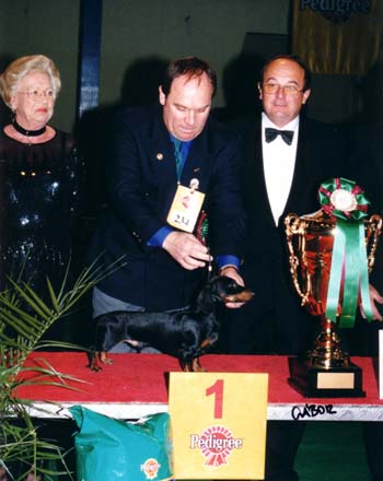 WCH Grandgables Dream Come True -  Champion Show Budapest 2001  - Dog of the Year 2001,  Best in Show 