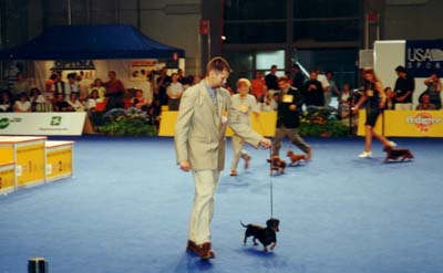 WCH,EUJCH Baccara Present vom Golf - World Dog Show Milano 2000 - World Champion ,BOB 