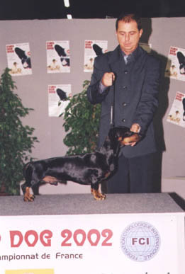 IntCh Hero vom Golf  -  European Dog Show Paris 2002  - - CAC (Working  Class) 