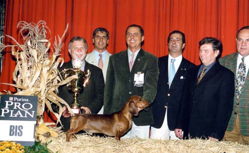 IntCh O-Men vom Golf - 100 Year old Hungarian Dachshundclub Jubileum Clubshow 2002 - Best in Show  judge: Dr. Jakkel Tamás (H) -  Dr. Horst Kettendörfer (D)