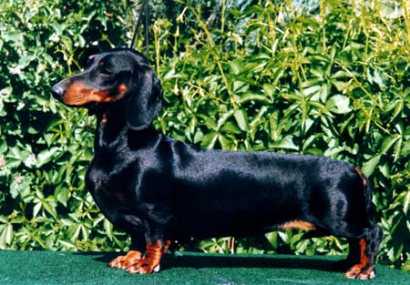 IntCh Maya vom Golf