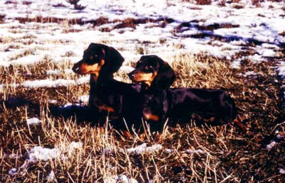 Saskie von der Zeckenleiten (Little) and  2. import Iselle von der Zeckenleiten   anno 1977 