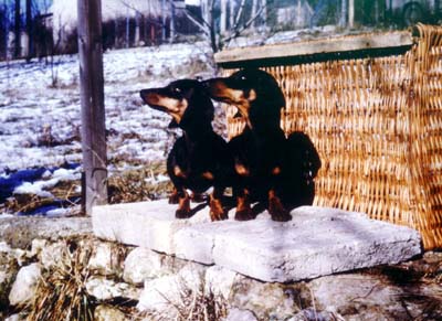 Saskie von der Zeckenleiten (little) and  2. import Iselle von der Zeckenleiten   anno 1977 