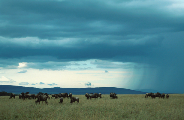Lóg az eső lába- Kenya Masai Mara
