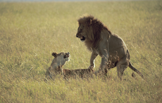 Oroszlánok- Kenya Masai-Mara