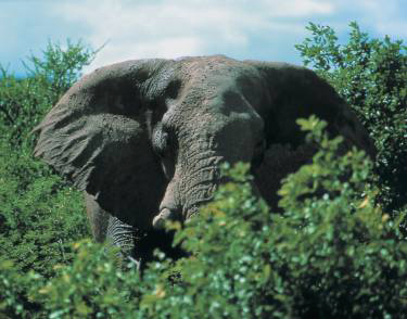 Elefnt-Zimbabwe