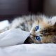 kitty-with-blue-eyes-1920x1080-wallpaper-9280