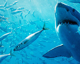 Background-discovery-channel-ocean-fishes-and-shark