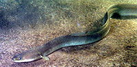 Angolna  - Anguilla anguilla Linné, 1758