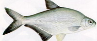Bagolykeszeg - Abramis sapa Pallas, 1811