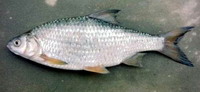 Bodorka  - Rutilus rutilus Linné, 1758