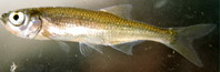 Kurta baing - Leucaspius delineatus Heckel, 1843