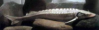 Sima tok - Acipenser nudiventris Lovetzky, 1828