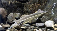 Sőregtok  - Acipenser stellatus Pallas, 1771