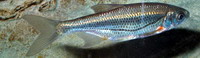 Sujtásos küsz - Alburnoides bipunctatus Bloch, 1782