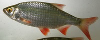 Vörösszárnyú keszeg - Scardinius erythrophthalmus Linné, 1758