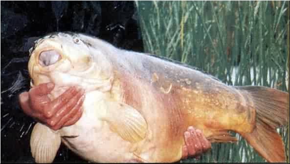 26kg dagi.jpg